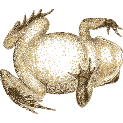 Frog seen from below - North American Herpetology, Volume 1 - 1836