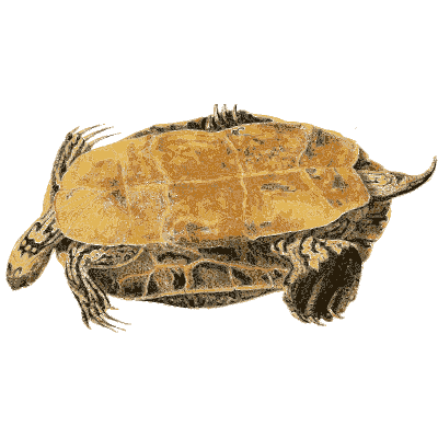 Turtle with a high yellow shell - North American Herpetology, Volume 1 - 1836