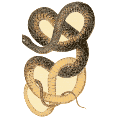 Two looped snakes - North American Herpetology, Volume 1 - 1836