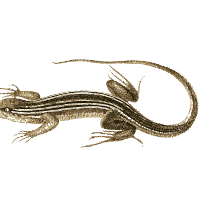 Striped lizard - North American Herpetology, Volume 1 - 1836