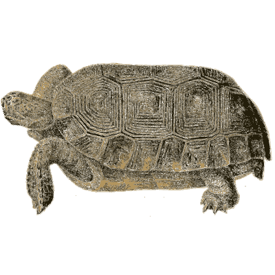 Tortoise with a ridged shell - North American Herpetology, Volume 1 - 1836