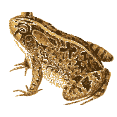 North American Herpetology, Volume 1 plate 98