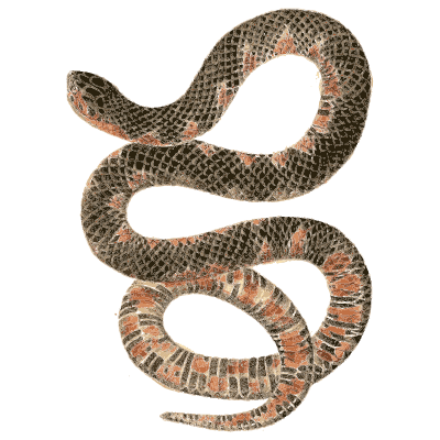 Snake with dark saddles - North American Herpetology, Volume 1 - 1836