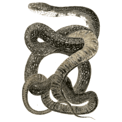 Dark coiled snake - North American Herpetology, Volume 1 - 1836