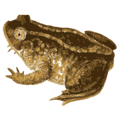 North American Herpetology, Volume 1 plate 114