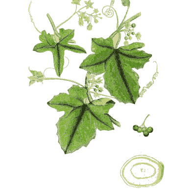 White bryony vine - Hortus Medicus: Figures and Descriptions of Medicinal Plants - 1834