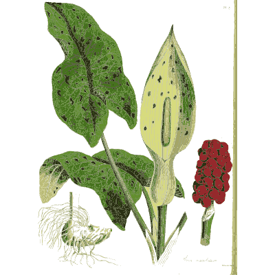 Cuckoo pint with berries - Hortus Medicus: Figures and Descriptions of Medicinal Plants - 1834