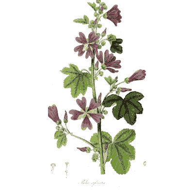 Common mallow - Hortus Medicus: Figures and Descriptions of Medicinal Plants - 1834