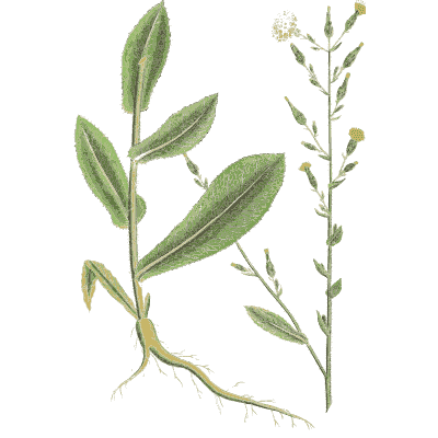 Lance-leaved herb with root - Hortus Medicus: Figures and Descriptions of Medicinal Plants - 1834