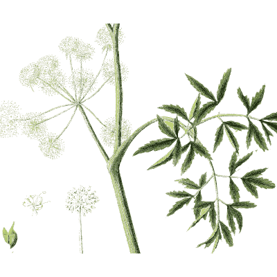 Hemlock stem and leaves - Hortus Medicus: Figures and Descriptions of Medicinal Plants - 1834