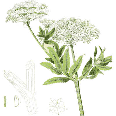 Broad umbel with cut leaves - Hortus Medicus: Figures and Descriptions of Medicinal Plants - 1834