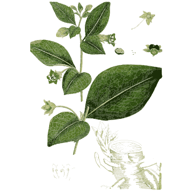 Ovate-leaved flowering branch - Hortus Medicus: Figures and Descriptions of Medicinal Plants - 1834