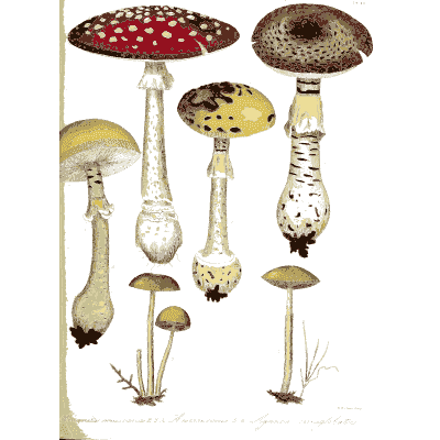 Fly agaric and other toadstools - Hortus Medicus: Figures and Descriptions of Medicinal Plants - 1834