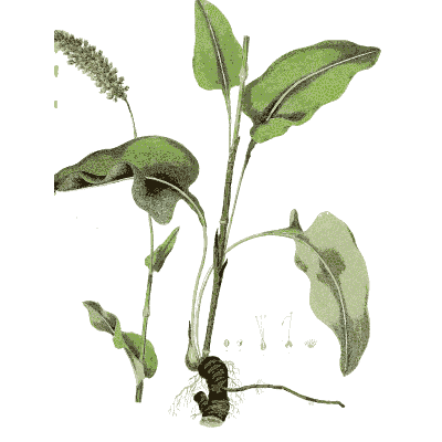 Bistort leaves and rhizome - Hortus Medicus: Figures and Descriptions of Medicinal Plants - 1834