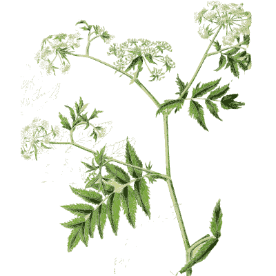 Umbellifer with toothed leaves - Hortus Medicus: Figures and Descriptions of Medicinal Plants - 1834