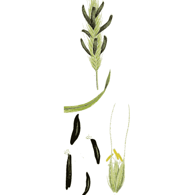 Ergot of rye - Hortus Medicus: Figures and Descriptions of Medicinal Plants - 1834