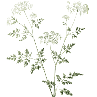 Lacy-leaved umbellifer - Hortus Medicus: Figures and Descriptions of Medicinal Plants - 1834