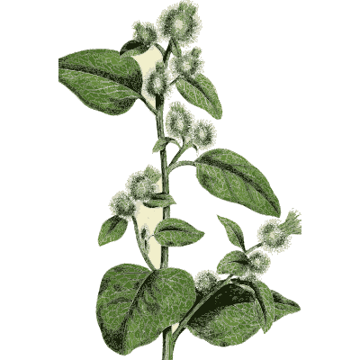 Horehound with flower whorls - Hortus Medicus: Figures and Descriptions of Medicinal Plants - 1834