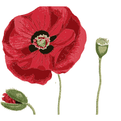 Red poppy flower and capsule - Hortus Medicus: Figures and Descriptions of Medicinal Plants - 1834