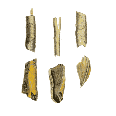 Medicinal bark quills - Hortus Medicus: Figures and Descriptions of Medicinal Plants - 1834