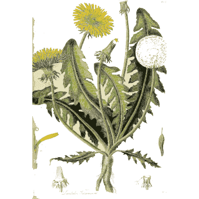 Dandelion with root - Hortus Medicus: Figures and Descriptions of Medicinal Plants - 1834
