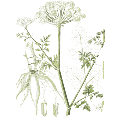 Tall umbellifer with root - Hortus Medicus: Figures and Descriptions of Medicinal Plants - 1834