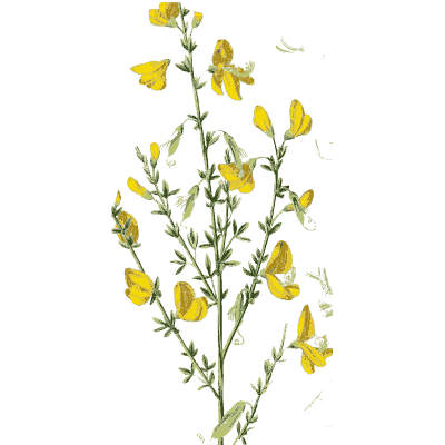 Broom with yellow flowers - Hortus Medicus: Figures and Descriptions of Medicinal Plants - 1834