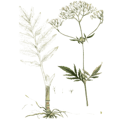 Valerian with rootstock - Hortus Medicus: Figures and Descriptions of Medicinal Plants - 1834