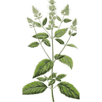 Peppermint sprig - Hortus Medicus: Figures and Descriptions of Medicinal Plants - 1834