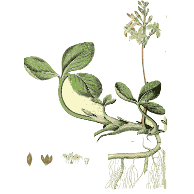 Creeping herb with root and seeds - Hortus Medicus: Figures and Descriptions of Medicinal Plants - 1834
