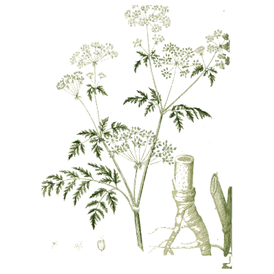 Umbellifer with sheathed stem - Hortus Medicus: Figures and Descriptions of Medicinal Plants - 1834