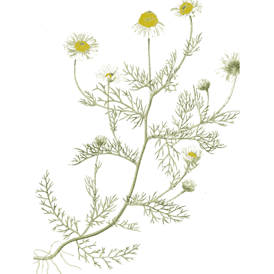 Chamomile flowers - Hortus Medicus: Figures and Descriptions of Medicinal Plants - 1834