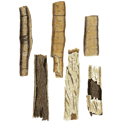 Rolled bark quills - Hortus Medicus: Figures and Descriptions of Medicinal Plants - 1834