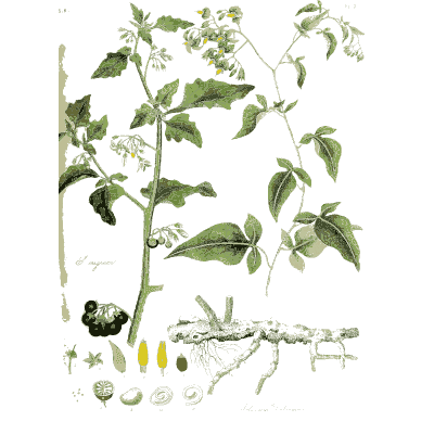 Flowering herb with rhizome - Hortus Medicus: Figures and Descriptions of Medicinal Plants - 1834