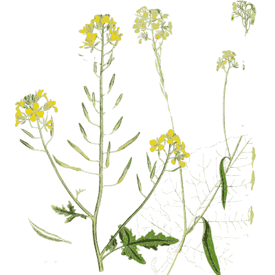 Black mustard plant - Hortus Medicus: Figures and Descriptions of Medicinal Plants - 1834