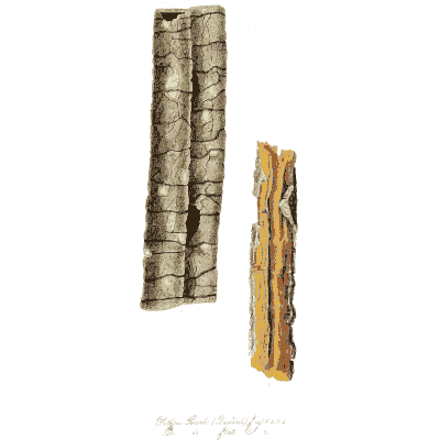 Bark pieces with orange inner - Hortus Medicus: Figures and Descriptions of Medicinal Plants - 1834