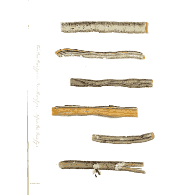 Dried root sticks - Hortus Medicus: Figures and Descriptions of Medicinal Plants - 1834