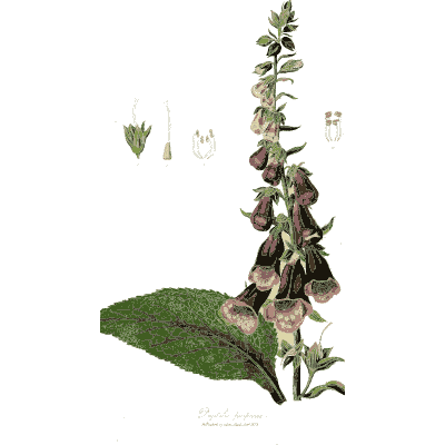 Foxglove spike - Hortus Medicus: Figures and Descriptions of Medicinal Plants - 1834