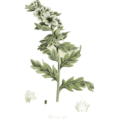 Wormwood sprig - Hortus Medicus: Figures and Descriptions of Medicinal Plants - 1834