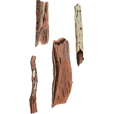Red bark slabs - Hortus Medicus: Figures and Descriptions of Medicinal Plants - 1834