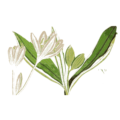 Squill bulb with leaves - Hortus Medicus: Figures and Descriptions of Medicinal Plants - 1834
