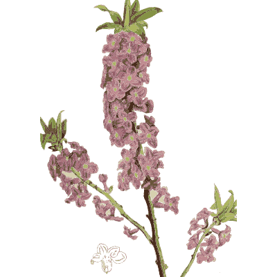 Mezereon branch in flower - Hortus Medicus: Figures and Descriptions of Medicinal Plants - 1834
