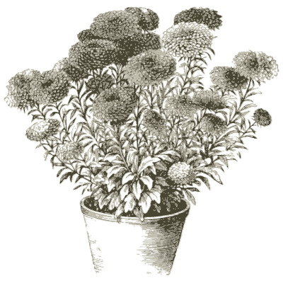 Potted chrysanthemums - Illustrated Catalogue and Amateur Cultivator's Guide - 1869