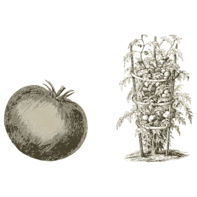 Tomato fruit and trained plant - Illustrated Catalogue and Amateur Cultivator's Guide - 1869