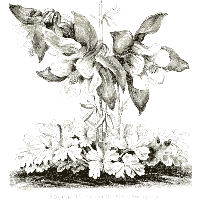 Tall flowering plant over bedding - Illustrated Catalogue and Amateur Cultivator's Guide - 1869