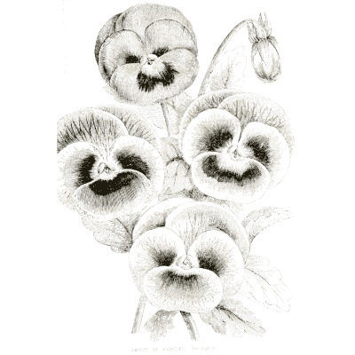 Pansy blooms - Illustrated Catalogue and Amateur Cultivator's Guide - 1869