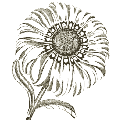 Large daisy flower - Illustrated Catalogue and Amateur Cultivator's Guide - 1869
