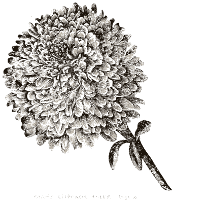 Double pompon flower - Illustrated Catalogue and Amateur Cultivator's Guide - 1869