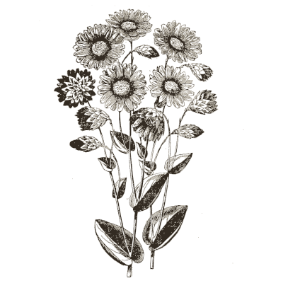 Everlasting flower page - Illustrated Catalogue and Amateur Cultivator's Guide - 1869