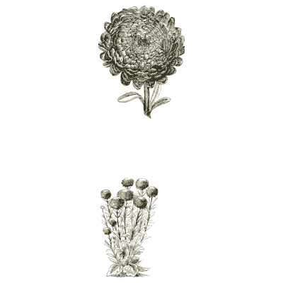 Dwarf asters, bloom and plant - Illustrated Catalogue and Amateur Cultivator's Guide - 1869